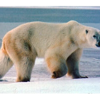 極地海冰消失　北極熊喪棲地將成瀕絕動物