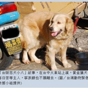 台版「忠犬小八」苦等主人接