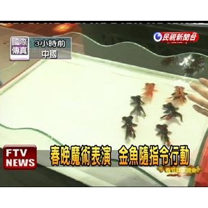 金魚魔術元宵再演? 動保抗議