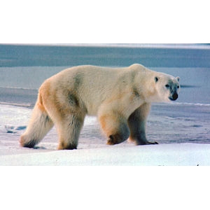 極地海冰消失　北極熊喪棲地將成瀕絕動物